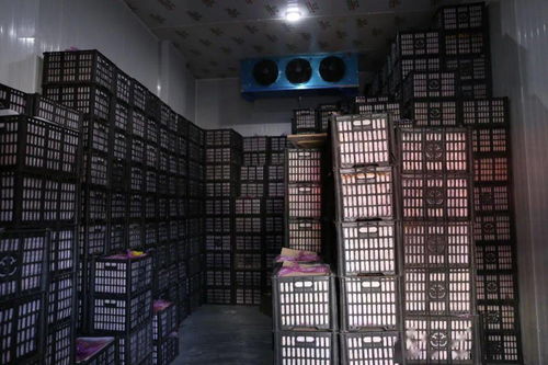 春節(jié)期間華南農(nóng)產(chǎn)品批發(fā)市場(chǎng)銷(xiāo)售創(chuàng)佳績(jī)，批發(fā)兼零售模式顯成效